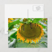 Carte Postale Tournesol souriant (Devant / Derrière)