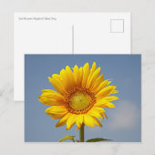 Carte postale tournesol sur ciel bleu (Devant / Derrière)
