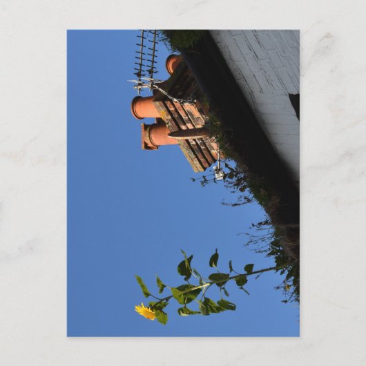 Carte Postale Tournesol sur le toit. (Devant)