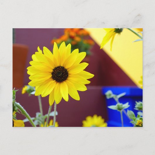 Carte Postale Tournesol sur mon patio (Devant)