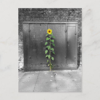 Carte Postale Tournesol urbain