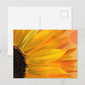 Carte postale tournesol vibre (Devant / Derrière)