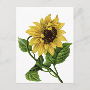 Carte Postale Tournesol vintage Floral Jaune et Fleur verte