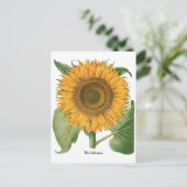 Carte Postale Tournesol Vintage par Basilius Besler (Debout devant)