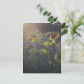 Carte Postale Tournesols (Debout devant)