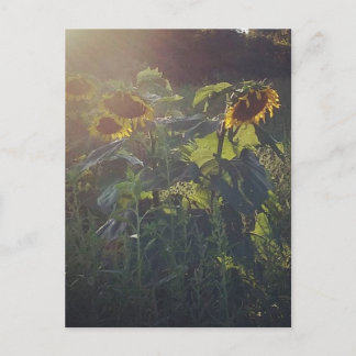 Carte Postale Tournesols