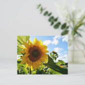 Carte Postale Tournesols (Debout devant)