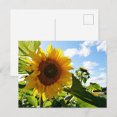Carte Postale Tournesols (Devant / Derrière)