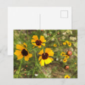 Carte Postale Tournesols (Devant / Derrière)