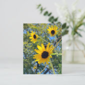 Carte Postale Tournesols (Debout devant)