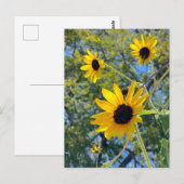 Carte Postale Tournesols (Devant / Derrière)