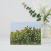 Carte Postale Tournesols (Debout devant)