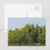 Carte Postale Tournesols (Devant / Derrière)