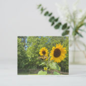 Carte Postale Tournesols (Debout devant)