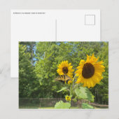 Carte Postale Tournesols (Devant / Derrière)