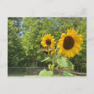 Carte Postale Tournesols