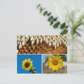 Carte postale - Tournesols (Debout devant)