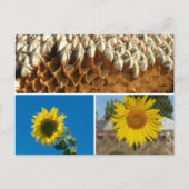 Carte postale - Tournesols (Devant)