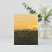 Carte Postale Tournesols à Dusk (Debout devant)