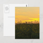 Carte Postale Tournesols à Dusk (Devant / Derrière)