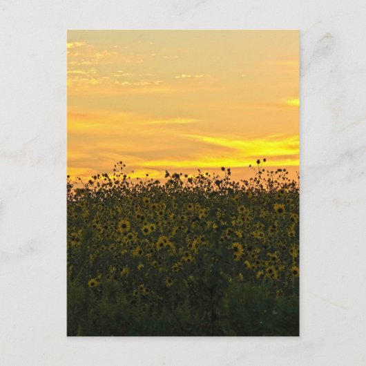 Carte Postale Tournesols à Dusk (Devant)