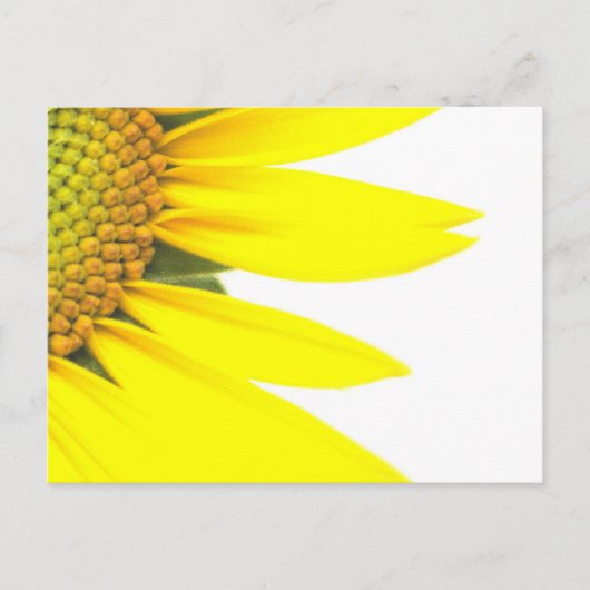 Carte Postale Tournesols de printemps (Devant)