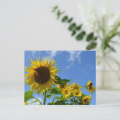 Carte Postale Tournesols et papillons (Debout devant)