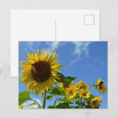 Carte Postale Tournesols et papillons (Devant / Derrière)