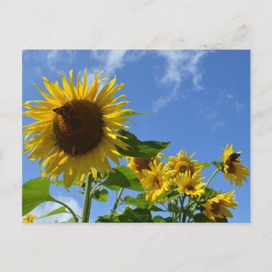 Carte Postale Tournesols et papillons (Devant)