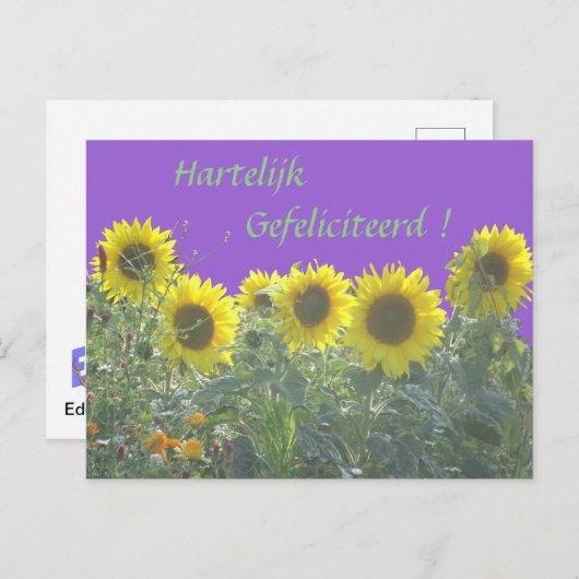 Carte Postale Tournesols Joyeux Anniversaire en néerlandais Cart (Devant / Derrière)
