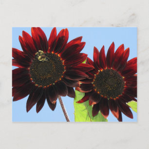 Carte Postale Tournesols Queen Velvet