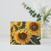 Carte Postale Tournesols Rustiques Sur Barton Imprimer (Debout devant)