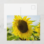 Carte postale - Tournesols Secrets d'été (Devant / Derrière)