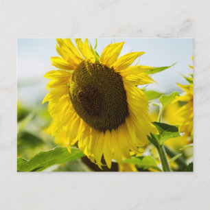 Carte postale - Tournesols Secrets d'été