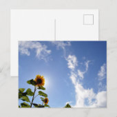 Carte Postale Tournesols & Soleil (Devant / Derrière)