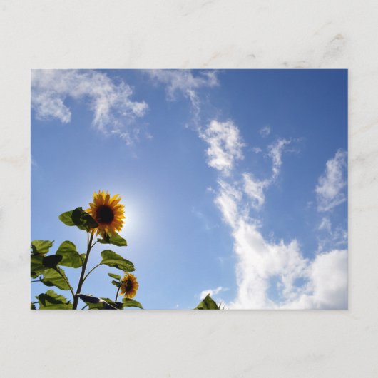 Carte Postale Tournesols & Soleil (Devant)