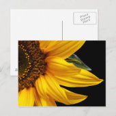 Carte Postale Tournesols - Tournesol Customisé Modèle blanc (Devant / Derrière)