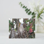 Carte Postale Tourterelle (Debout devant)