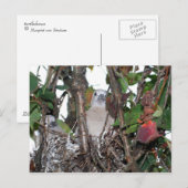 Carte Postale Tourterelle (Devant / Derrière)