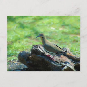 Carte Postale Tourterelle blanche