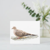 Carte Postale Tourterelle triste (Debout devant)