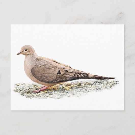Carte Postale Tourterelle triste (Devant)