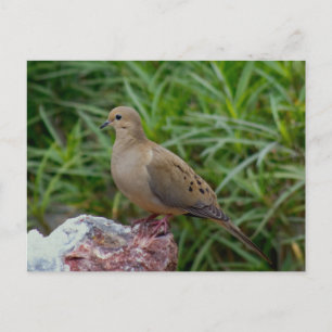 Carte Postale Tourterelle triste sur un rocher