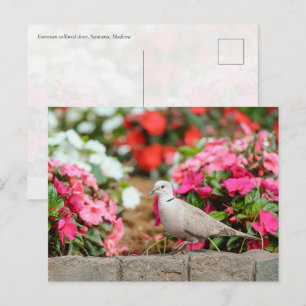 Carte Postale Tourterelle turque dans le jardin de Santana, Madè