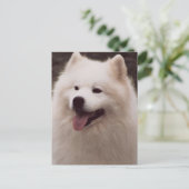 Carte Postale Tout chien blanc (Debout devant)