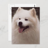 Carte Postale Tout chien blanc (Devant / Derrière)