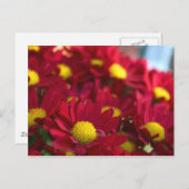 Carte Postale Tout le monde a une mère (Devant / Derrière)