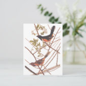 Carte Postale Towee Bunting Audubon Black and Orange Song Birds (Debout devant)