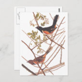 Carte Postale Towee Bunting Audubon Black and Orange Song Birds (Devant / Derrière)