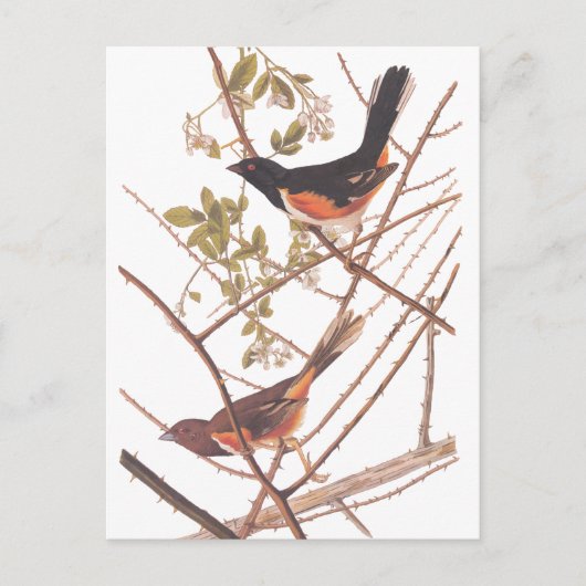 Carte Postale Towee Bunting Audubon Black and Orange Song Birds (Devant)